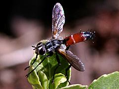 Tachinid Fly